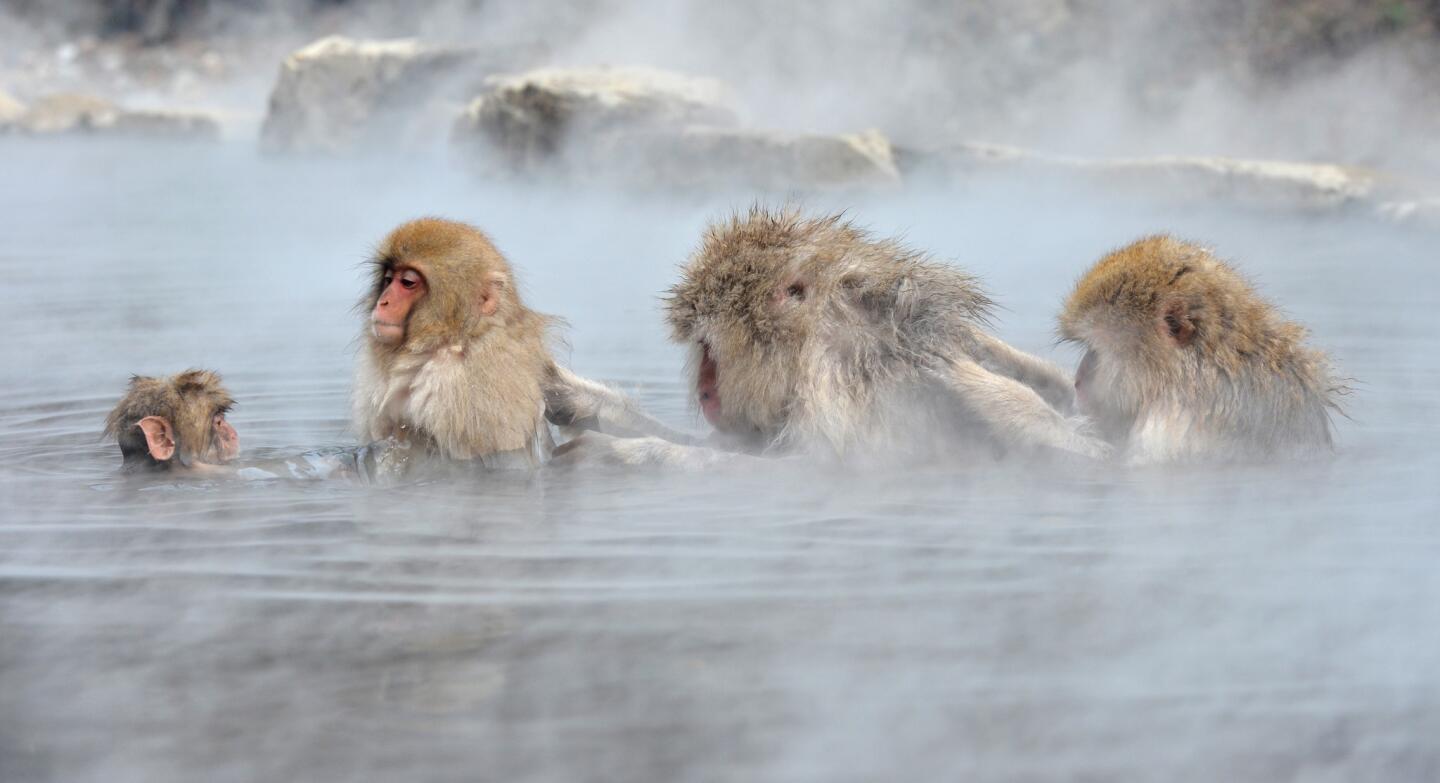 When I lived in Chicago, a hot shower always made me feel better about winter, even if I wasn't sure why I lived in a place where I couldn't feel my toes after a short trek through the snow. So I understand the joy Japanese macaques must feel when they get a chance to step out of the cold and hop into the hot springs at Jigokudani Monkey Park in Nagano, about 150 miles northwest of Tokyo. More photos... -- Michael Robinson