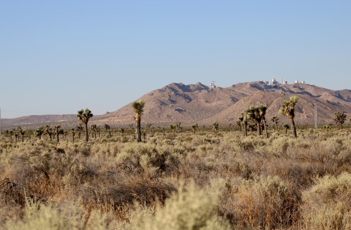 Joshua trees are shown near Boron, Calif., last month, before tree-cutting crews arrived for solar power plant construction.