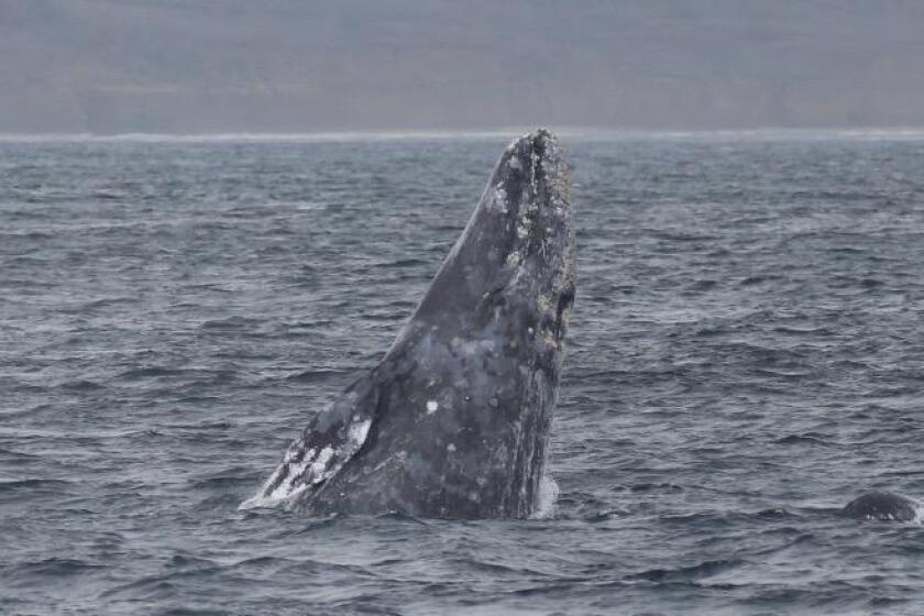 A gray whale begins to breach. The top of its head and blowholes are on the right.