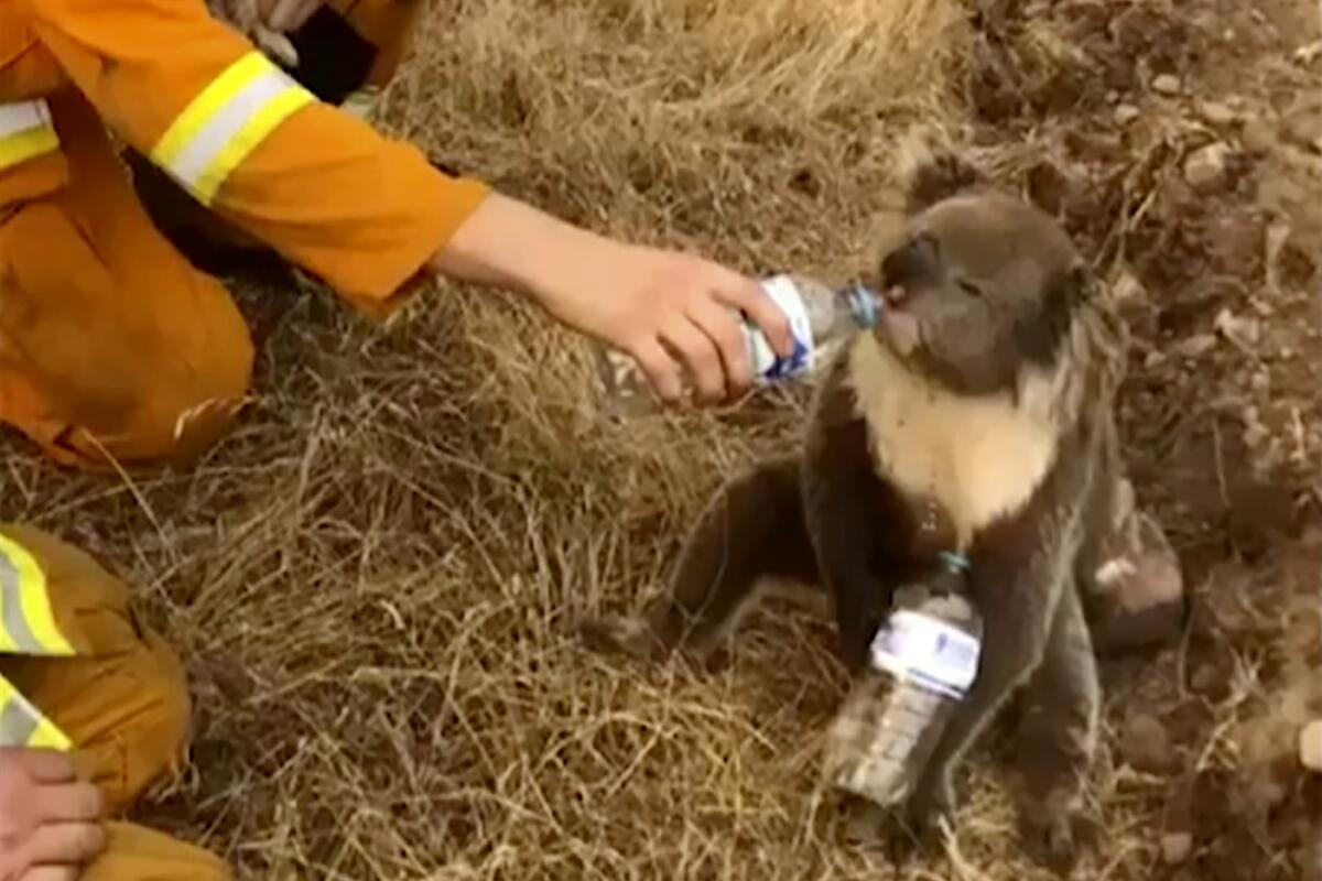 An image from a Dec. 22 video shows a firefighter giving a koala a drink of water in Cudlee Creek, Australia.