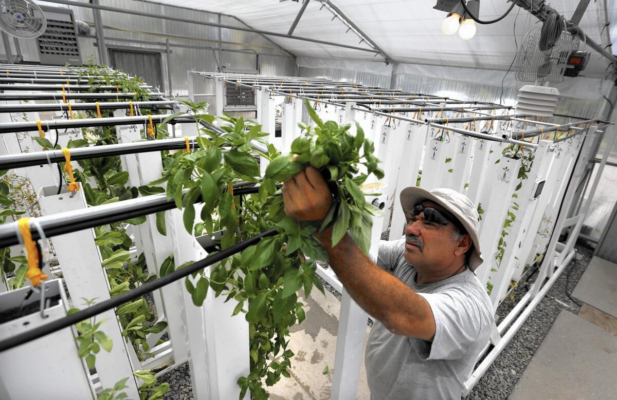 Manuel Cisneros, agricultural project coordinator at the Growing Experience in Long Beach, harvests a handful of sweet basil.