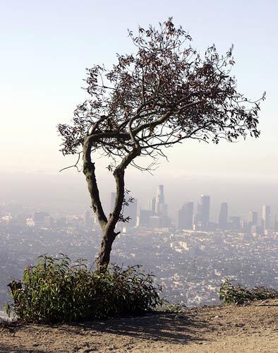 Overlooking L.A.