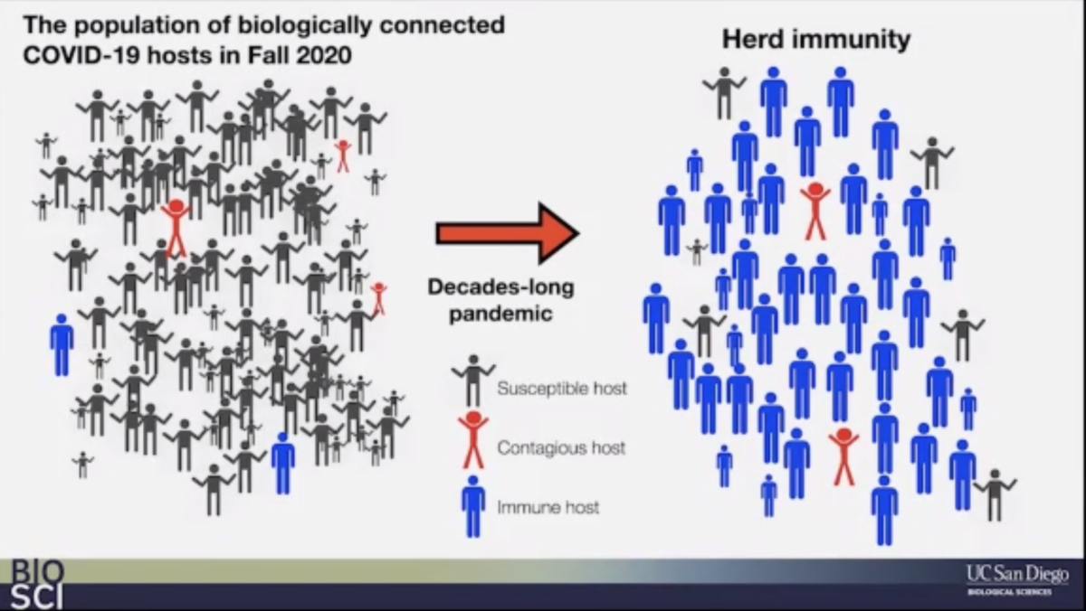 A graphic illustrates how "herd immunity" is achieved after a decades-long pandemic.