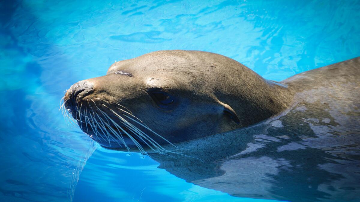 Sea lion lost on San Diego freeway released back into ocean