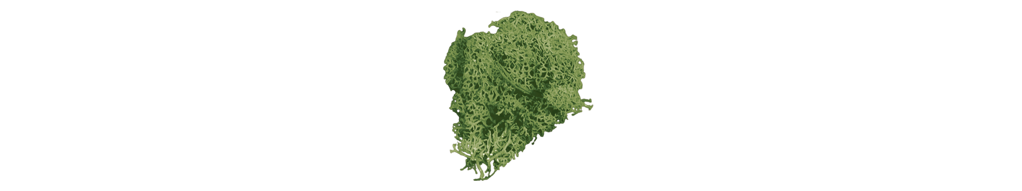 cutout of green sea moss