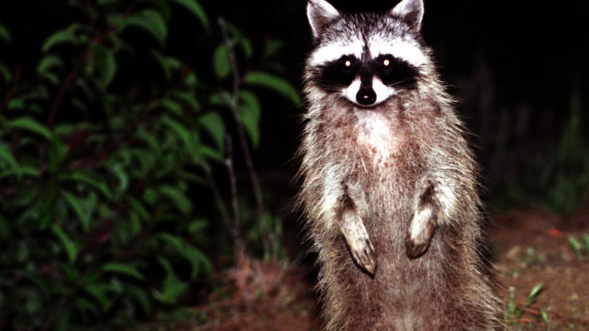 A Temple City market was recently busted for selling raccoon.