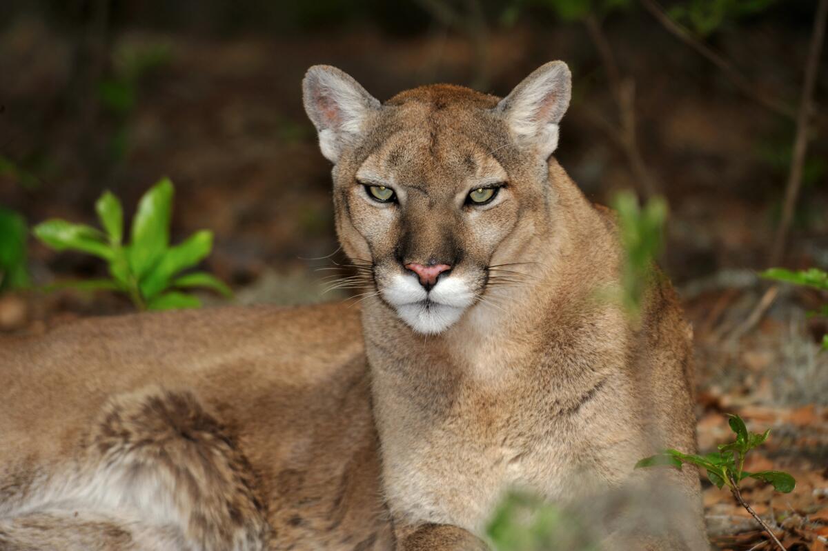 Florida panther (Puma concolor coryi) in Florida.