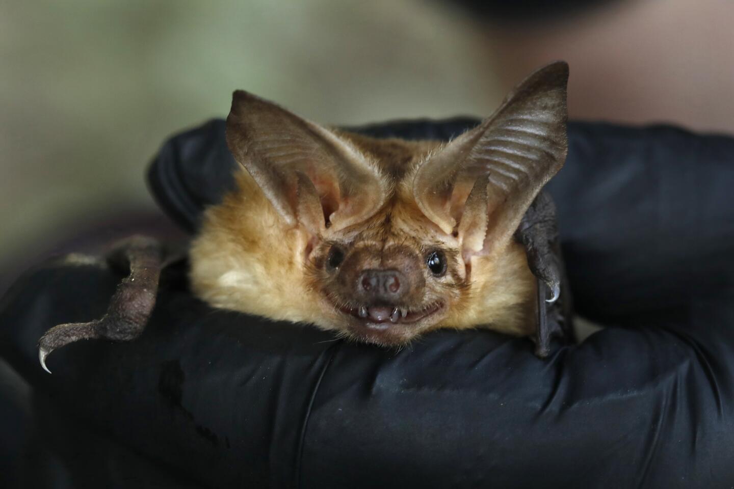 Bats get blamed for the virus