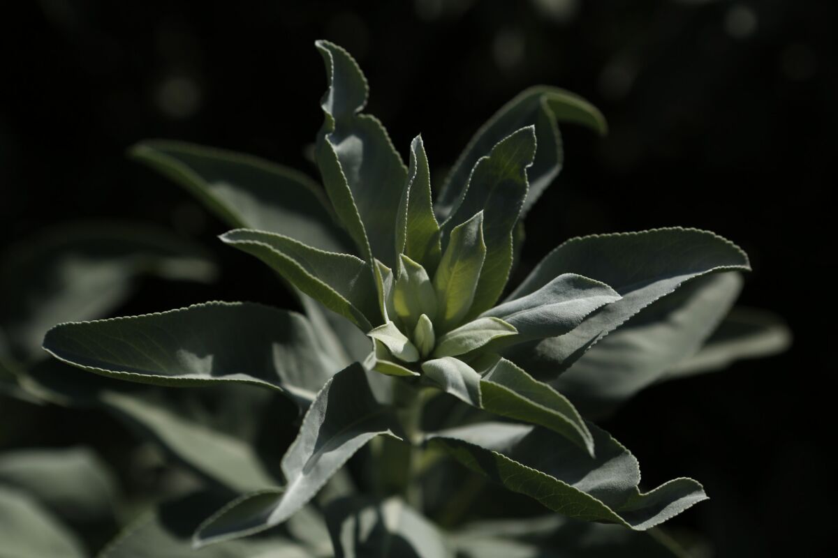 White sage can be found at the park.
