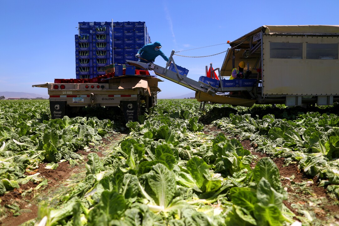 A farmworker loads boxes of harvested field pack romaine hearts for Fresh Harvest in Chuala.