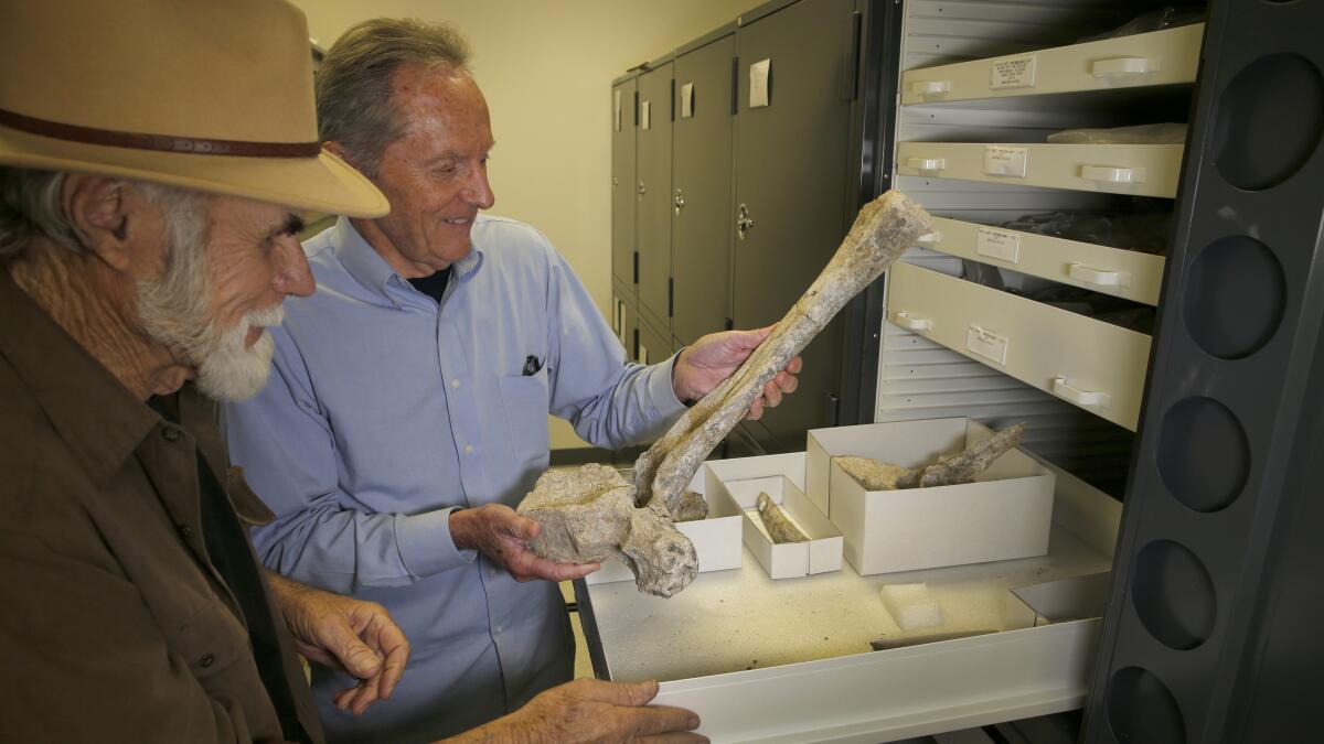 Richard Cerutti and Tom Deméré inspect a nearly 2-foot-long thoracic vertebra in a research laboratory of the San Diego Museum of Natural History.