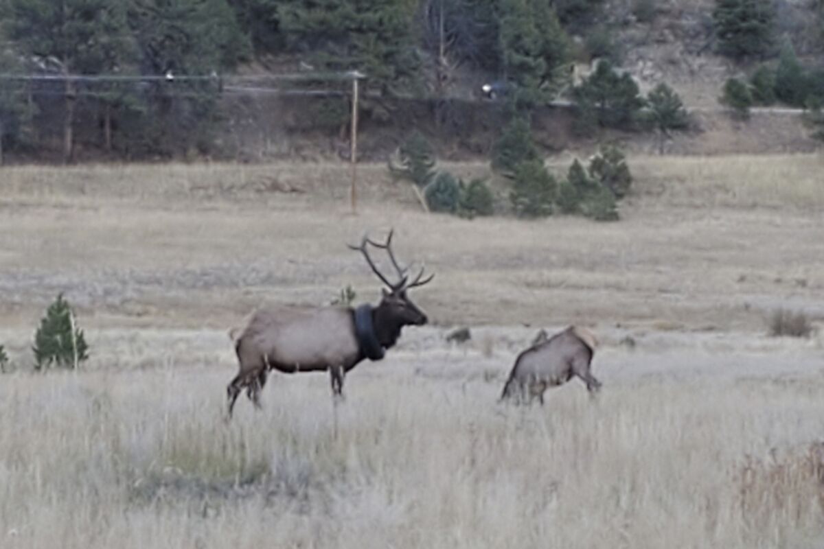 This undated photo provided by Colorado Parks and Wildlife shows an elusive elk that has been wandering the hills with a car tire around its neck for at least two years that has now finally been freed of the tire. The 4 1/2-year-old, 600-pound (272-kilogram) bull elk was spotted near Pine Junction southwest of Denver on Saturday, Oct. 9, 2021, and tranquilized, according to Colorado Parks and Wildlife. CPW officers had to cut the elk’s five-point antlers off to remove the encumbrance because they couldn’t cut through the steel in the bead of the tire. (Colorado Parks and Wildlife via AP)