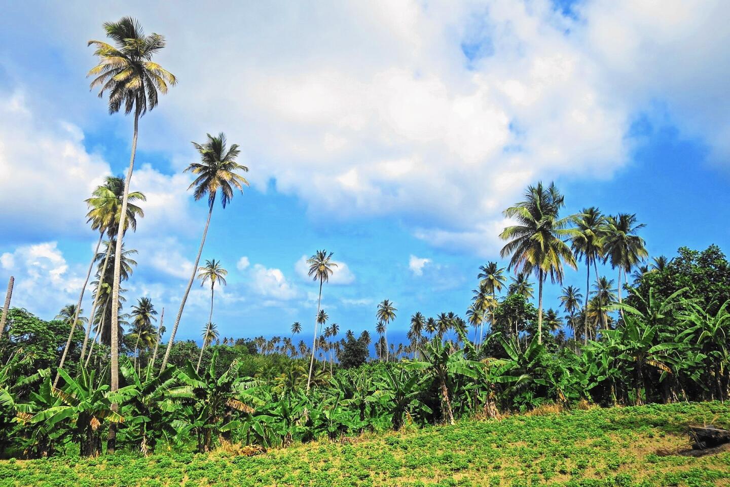 ct-cth-travel-saint-vincent-5-coconut-plantation--20160411