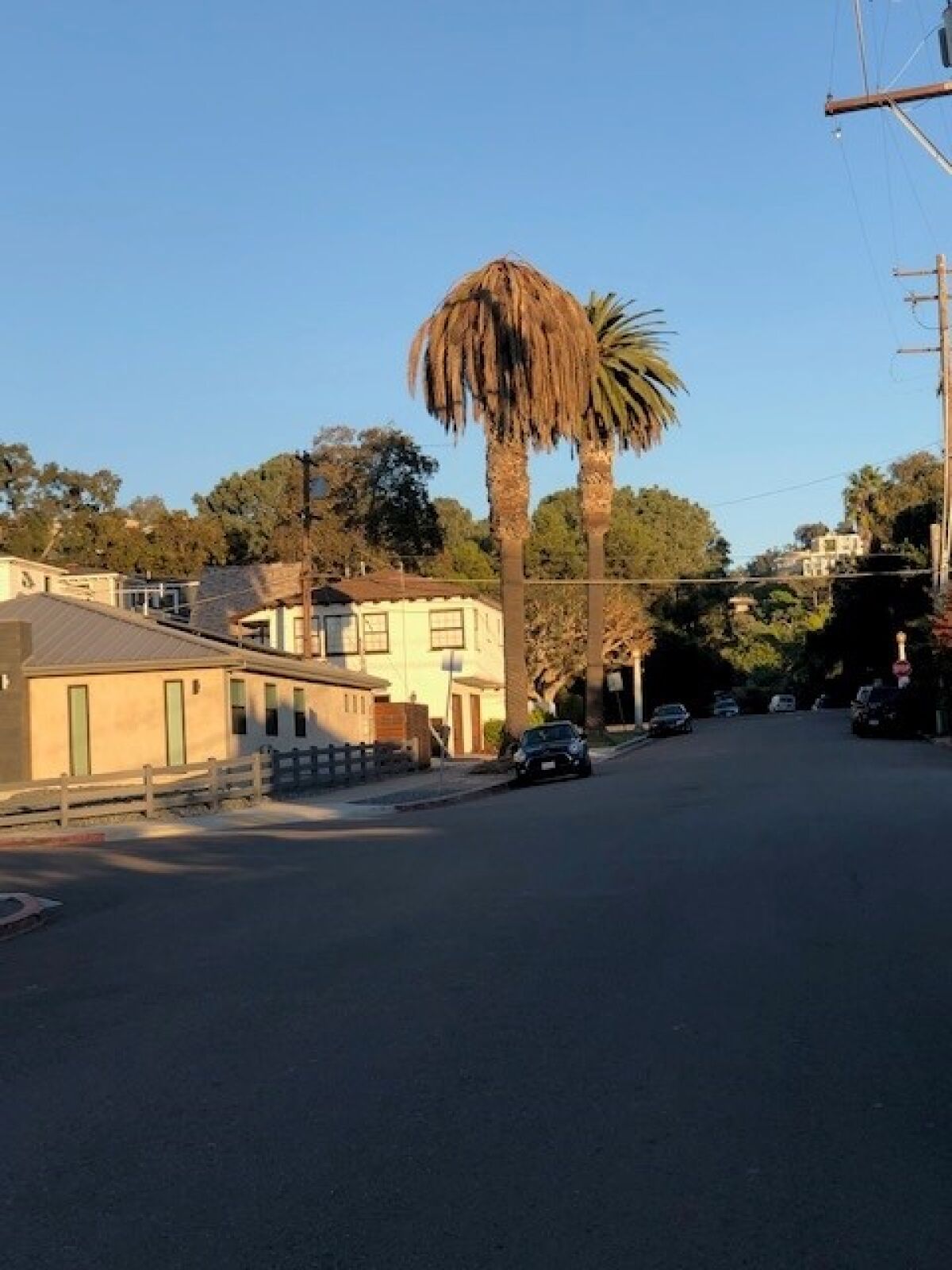 Several palm trees in La Jolla appeared to be dying due to a weevil infestation happening throughout San Diego County.