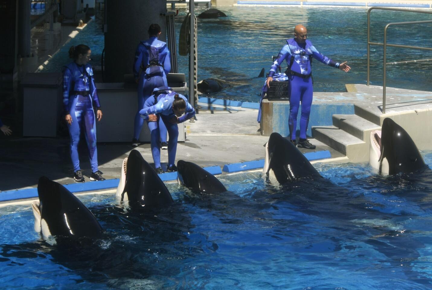 Killer whales at SeaWorld