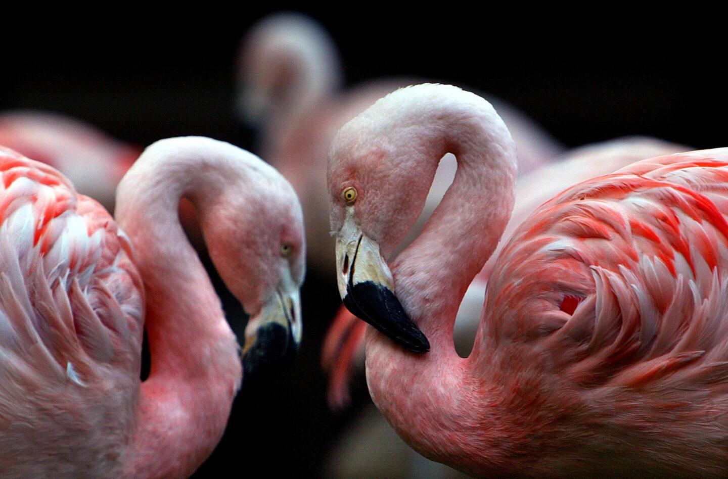 The Flamingo's Wildlife Habitat