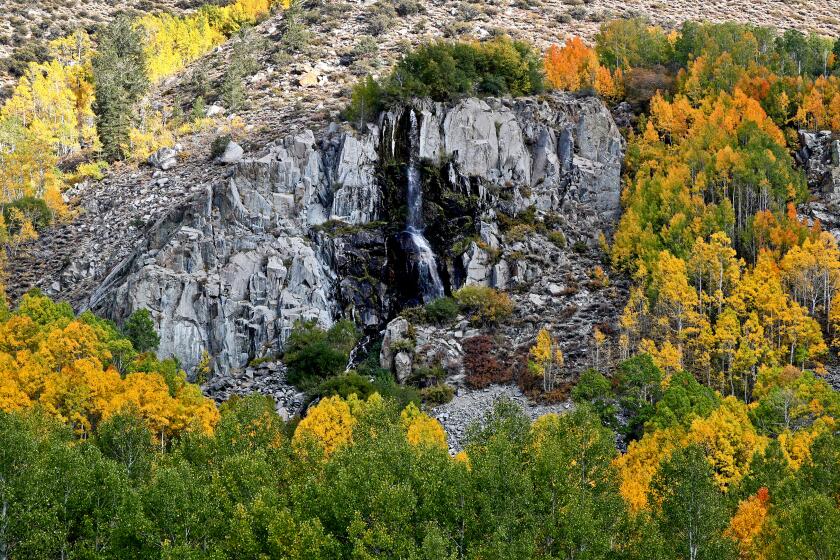 A waterfall with trees in Fall colors can be seen on the road to South Lake, in the Inyo National Forest on Saturday, Oct. 10, 2020. Lake Sabrina is west of Bishop, Ca. in the Eastern Sierra Nevada range.