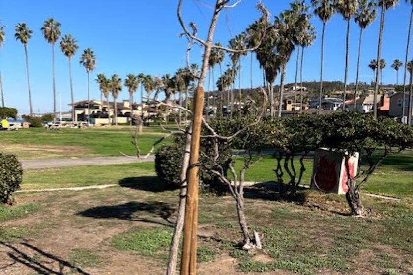 The Torrey pines trees funded by the La Jolla Shores Association through a La Jolla Sunrise Rotary grant have died