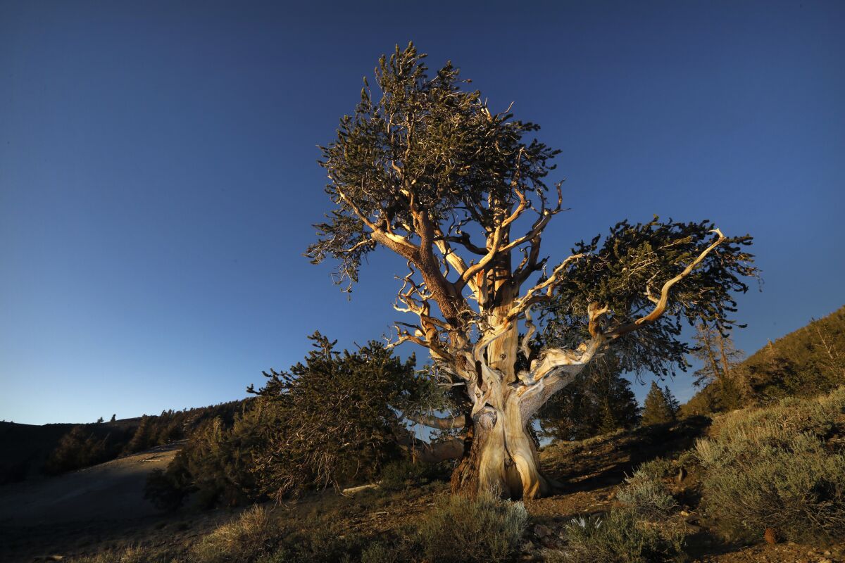 A tree with twisting what limbs grows from a hillside.