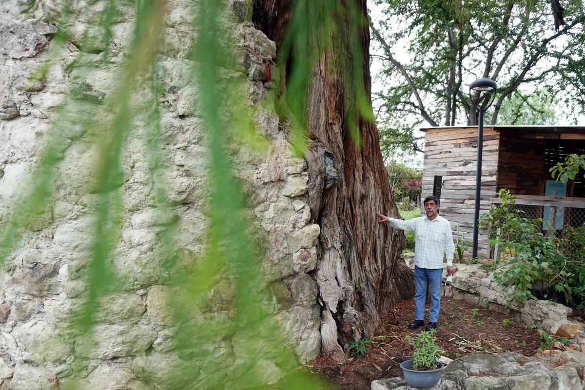 El ambientalista Rodolfo Hernández Rea posa junto a un árbol de ahuehuete