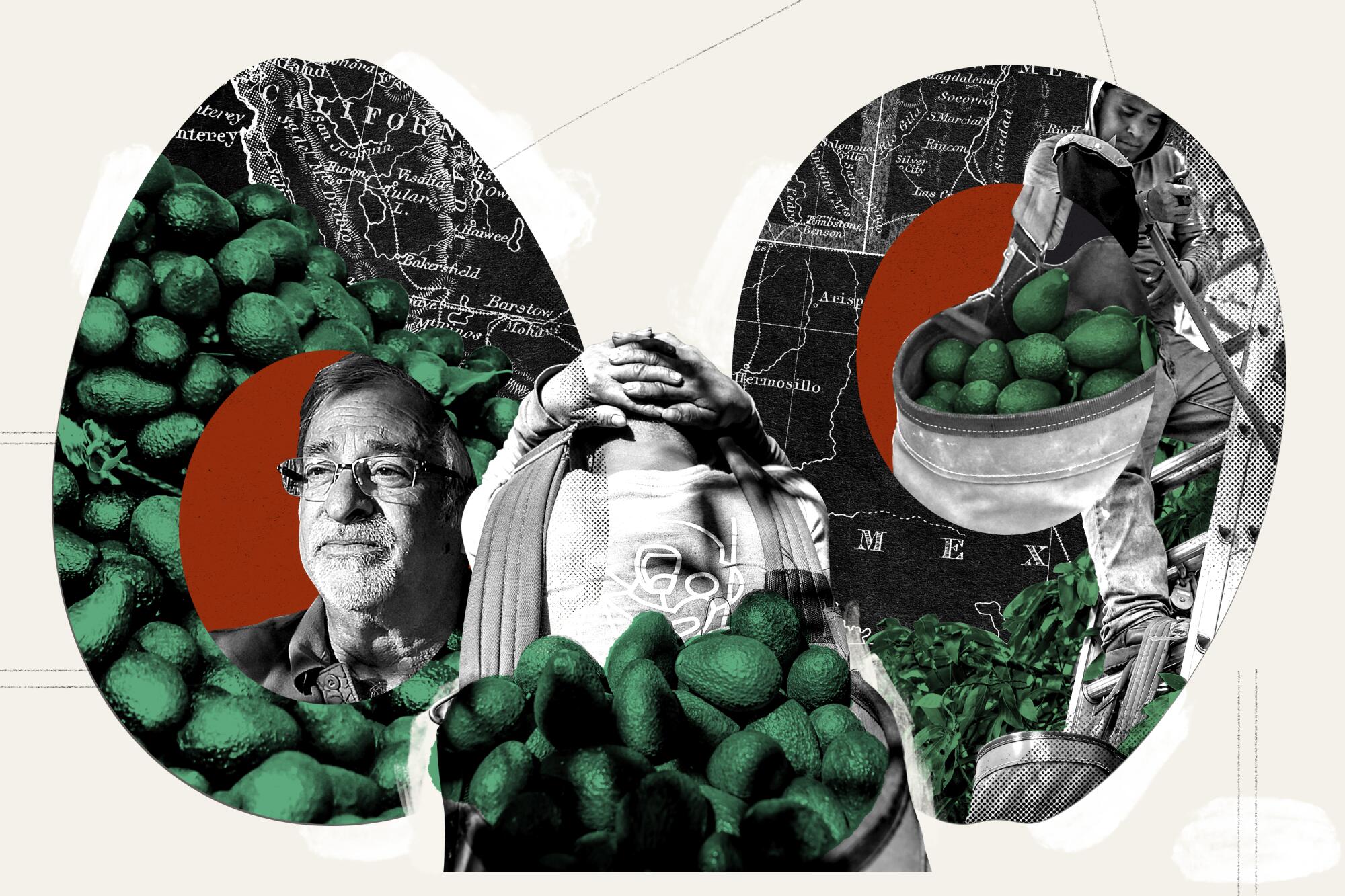 A photo collage of avocado farmers on a distressed background.