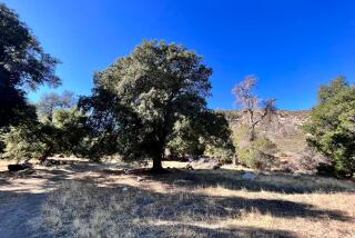 Volcan Mountain Foundation Peckman-Keenan wildlife sanctuary