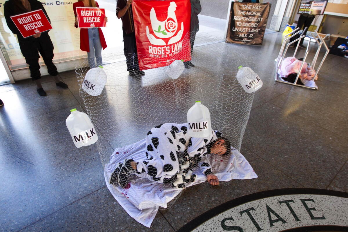 Cows Rights Opinion: Why the exploitation of dairy cows is a feminist issue - Los ...