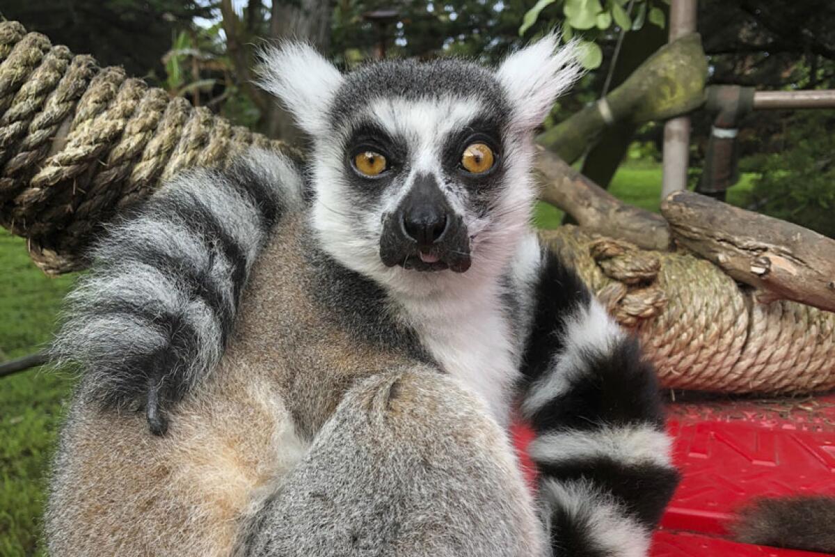 A missing lemur named Maki. 