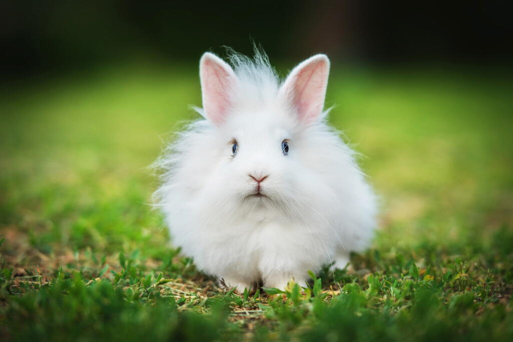 Assorted Rabbits The Most Popular Variety of Rabbit Breeds You Can Own as a Pet in the U ...