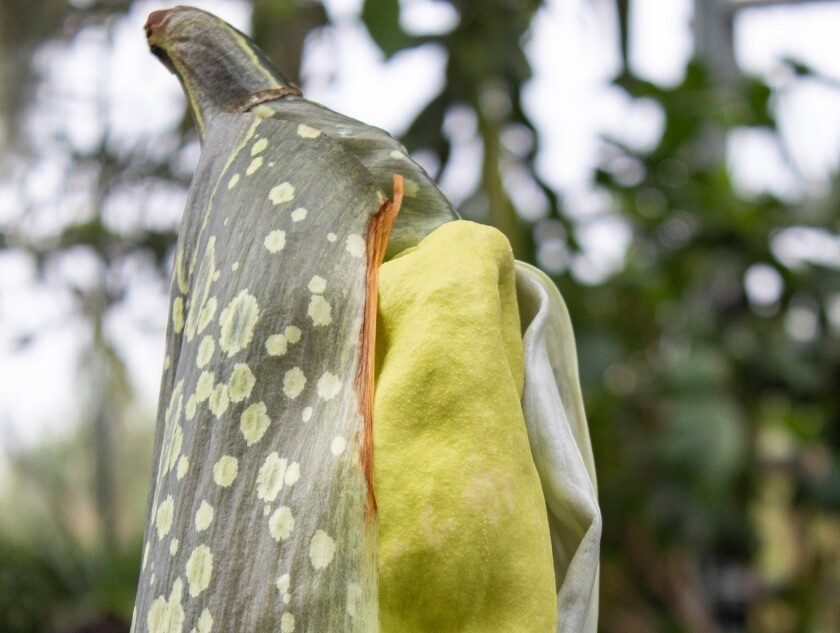 A rare corpse flower is preparing to bloom at the San Diego Botanic Garden in Encinitas.