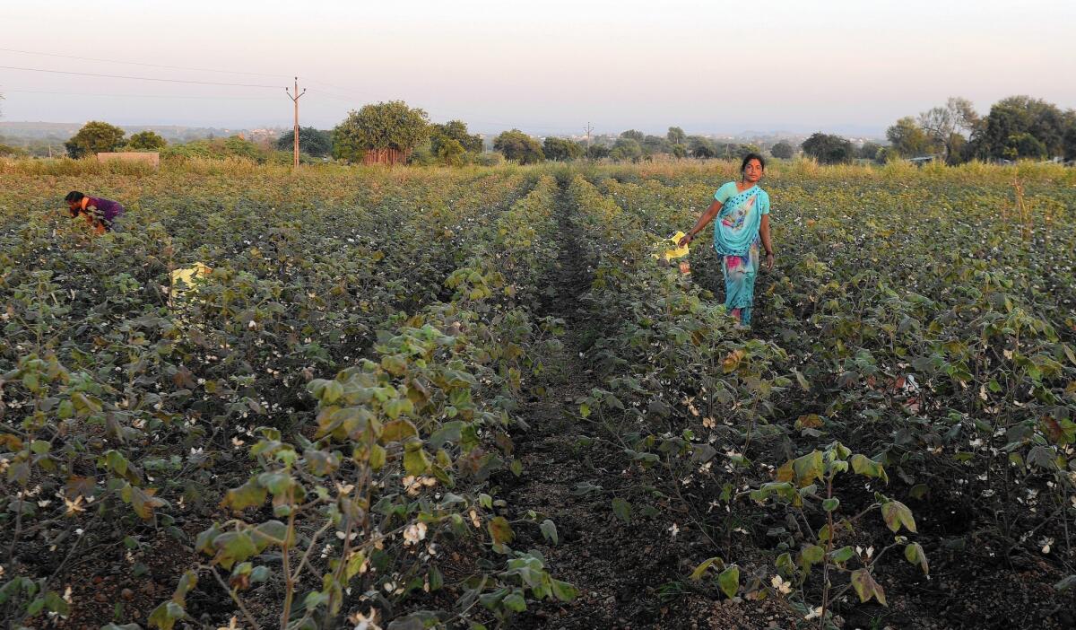 Women toil in cotton fields in India’s Maharashtra state, where villages adhere to the rules of informal community courts known as jaat panchayats.