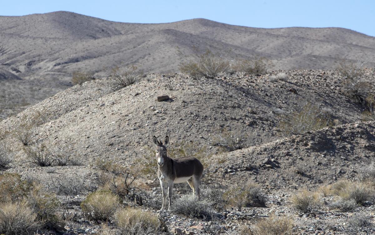 A burro roams Death Valley National Park in an area that federal map makers have dubbed “the bowling alley.”