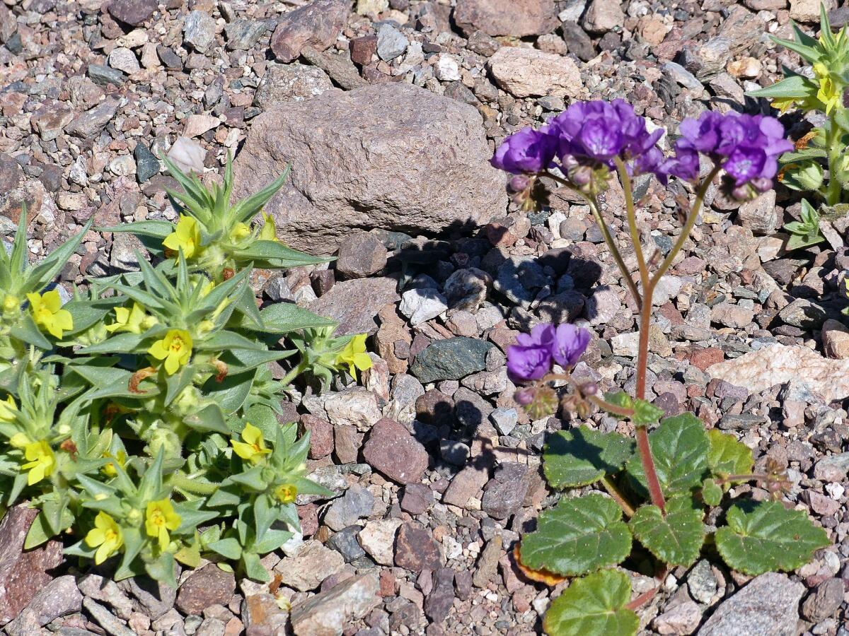 Lesser Mojavea, left, and phacelia bloom side by side in Death Valley National Park.