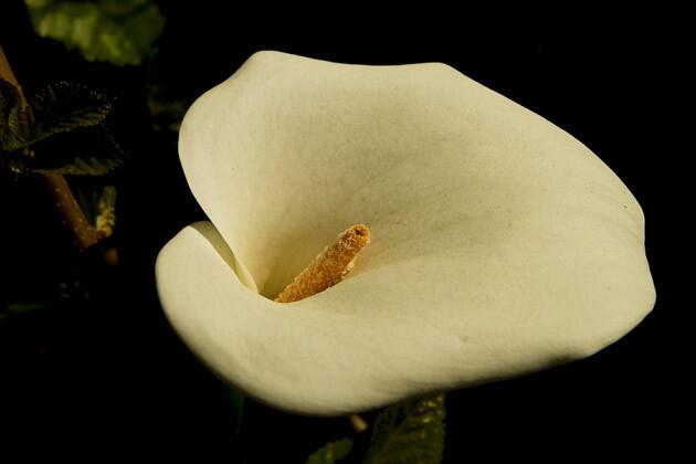 Calla lily.