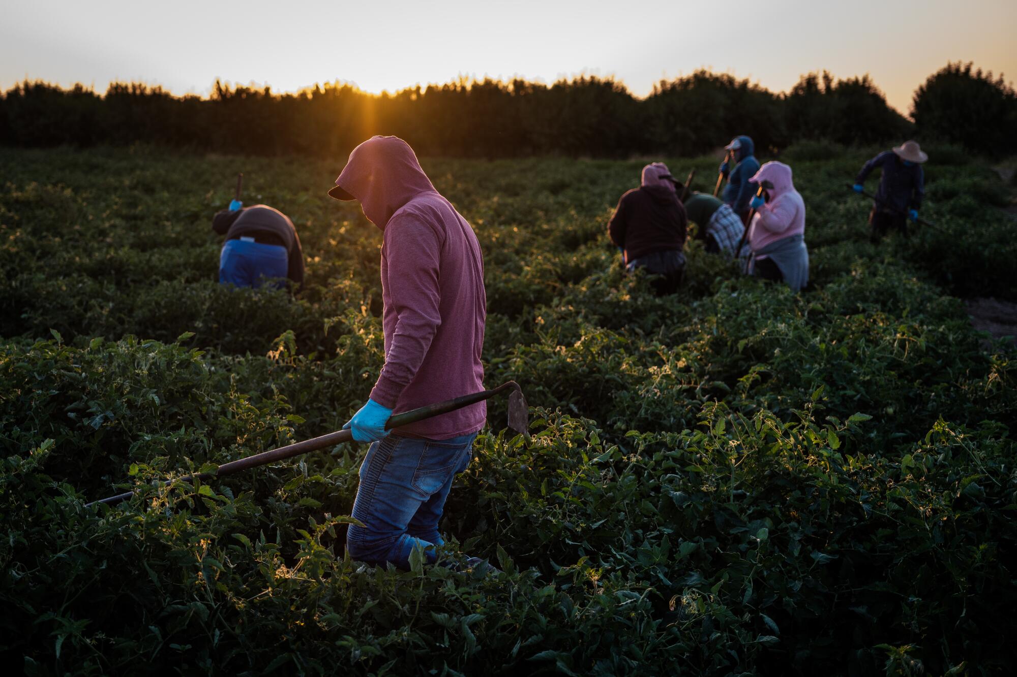 Farmworkers weed a tomato field in French Camp.