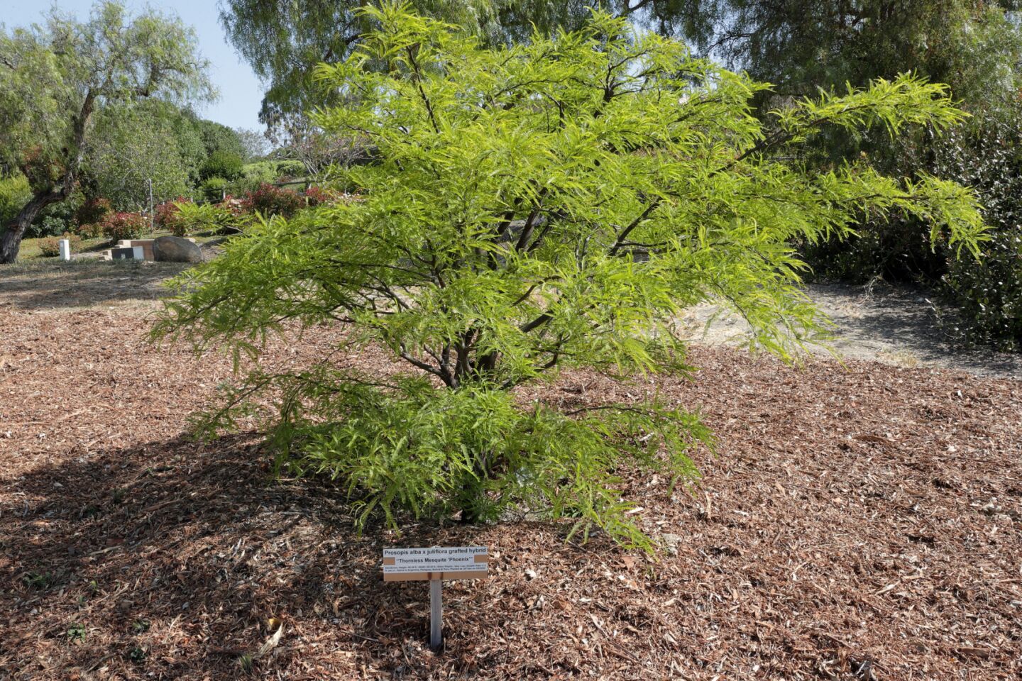 cm-rsftrees-2204-016.jpg