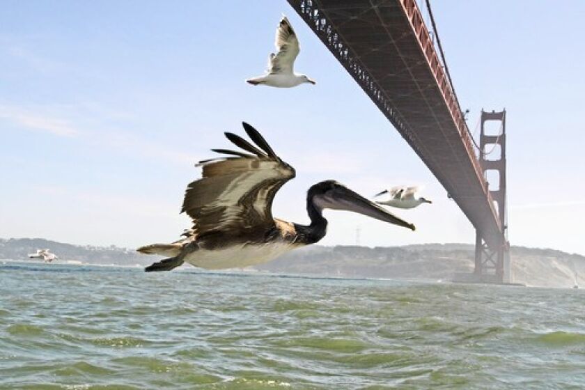 A brown pelican flies under the Golden Gate Bridge in San Francisco.