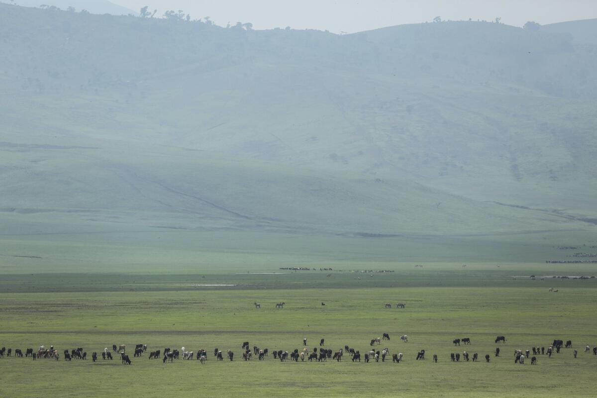 Cattle graze on green highlands.