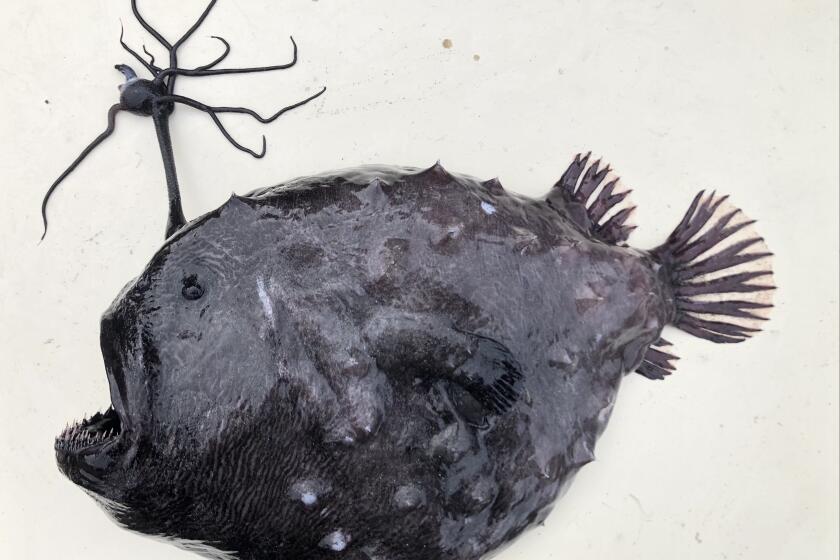 An ultra-rare Pacific footballfish was reported as washing ashore Dec. 10 at Swami's Beach in Encinitas. Researchers with the Scripps Institution of Oceanography at UC San Diego say it's the third time in the past month a deep-sea fish has been reported near a local beach.