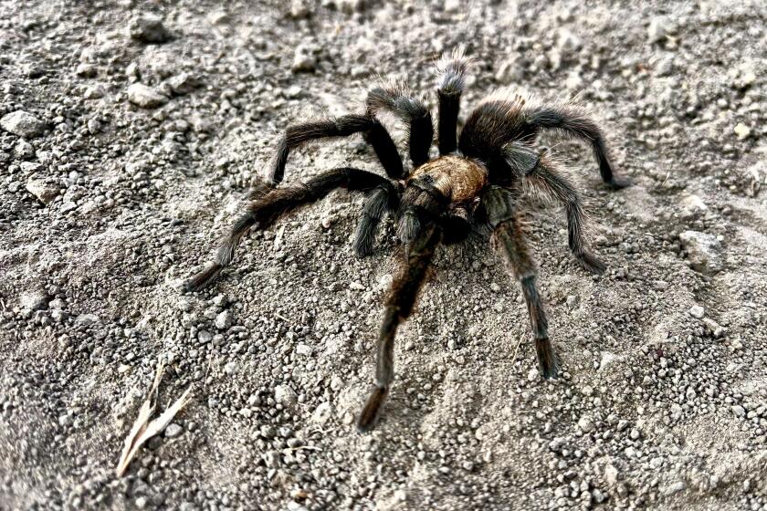 LAGUNA BEACH, CA SEPTEMBER 29, 2023 -- A tarantula makes its way across the Mathis trial inside Aliso Wood Canyons Wilderness Park in Laguna Beach on Friday, September 29, 2023. (Marc Martin / Los Angeles Times)