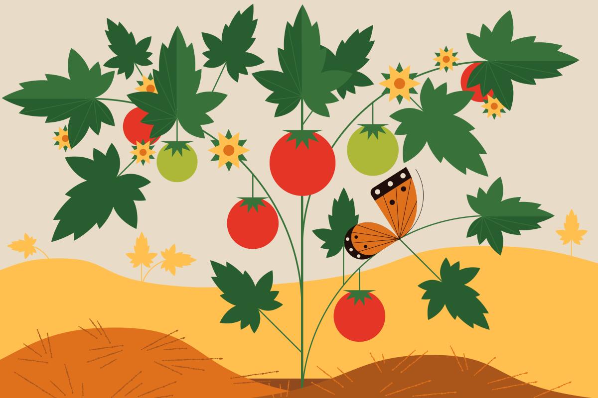 A butterfly rests on a tomato plant, heavy with fruit, that is growing out of mulch.  Small tomato sprouts grow in the distance.