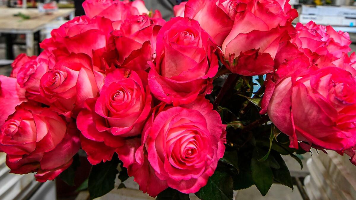 Roses wait to be packed at a flower plantation in Colombia.