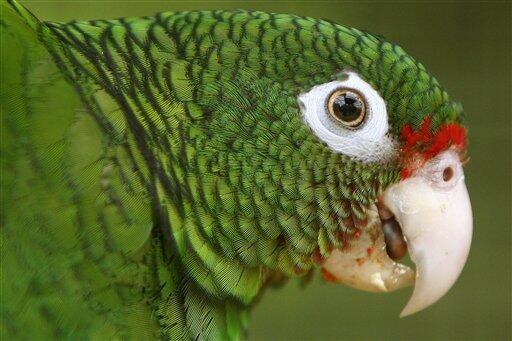 Saving the Puerto Rican Parrot – Garden & Gun
