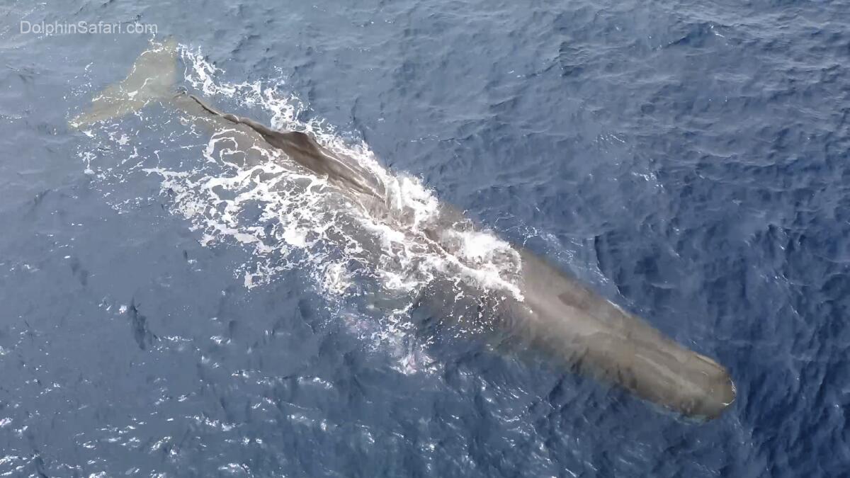 A sperm whale. 