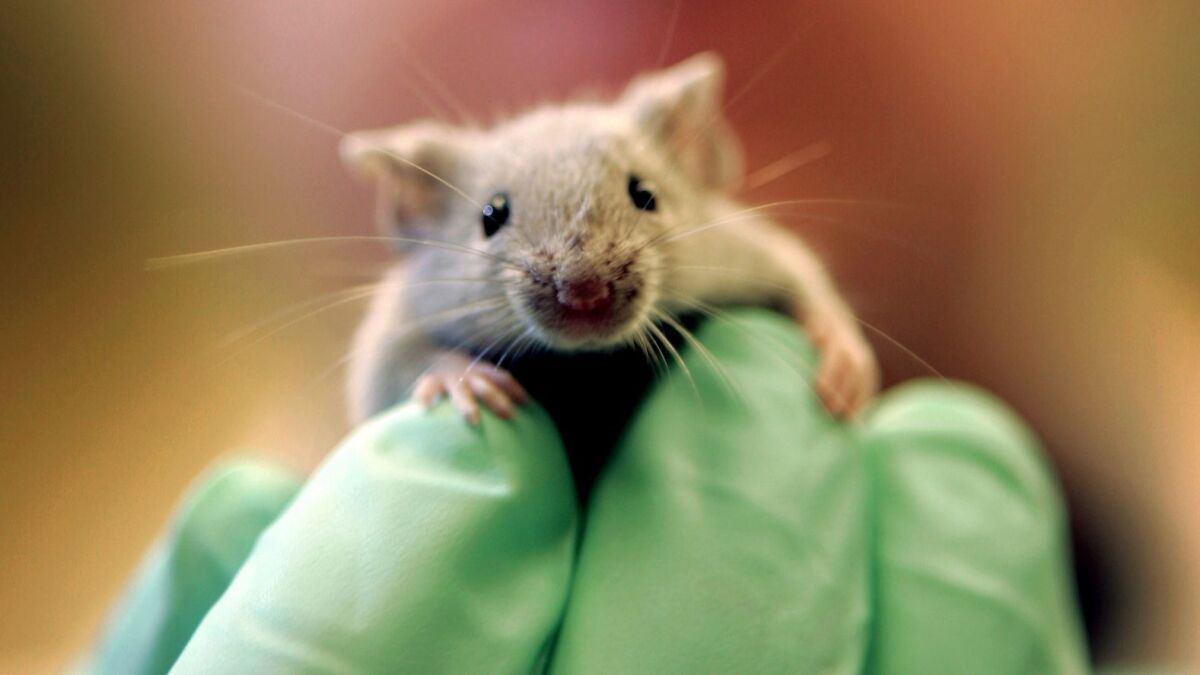 A laboratory mouse climbs on the gloved hand of a technician.