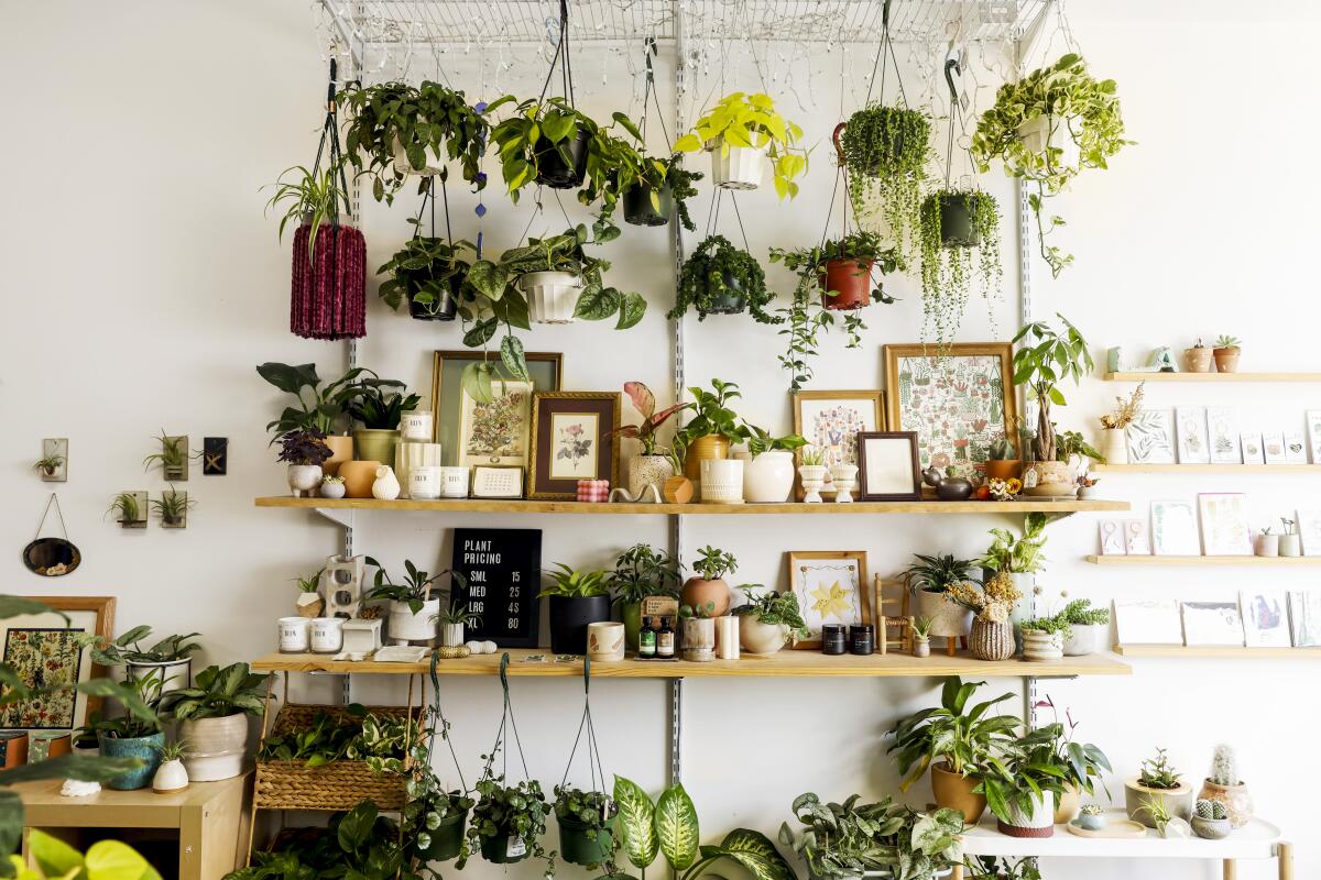 Plants and gifts on shelves 