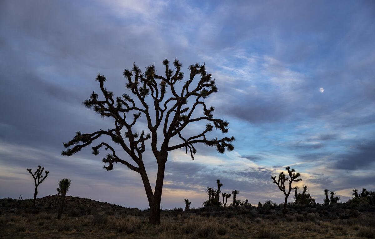 JOSHUA TREE NATIONAL PARK, CALIF. -- MONDAY, NOVEMBER 19, 2018: The moon rises over Joshua trees inside Joshua Tree National Park, Calif., on Nov. 19, 2018. (Brian van der Brug / Los Angeles Times)