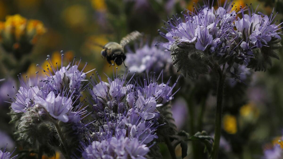 A bee hovers over lacy phacelia at the Antelope Valley California Poppy Reserve in Lancaster.