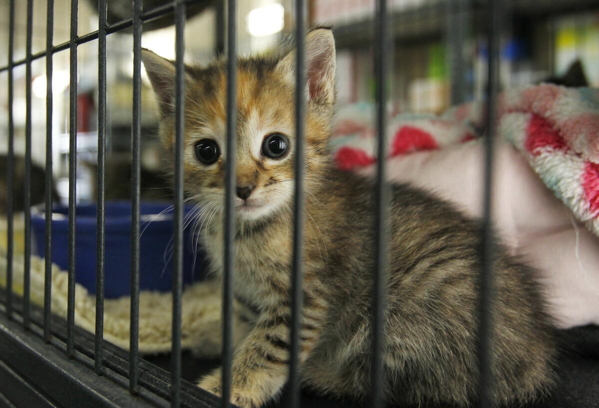 A kitten in the nursery at the San Diego Humane Society.