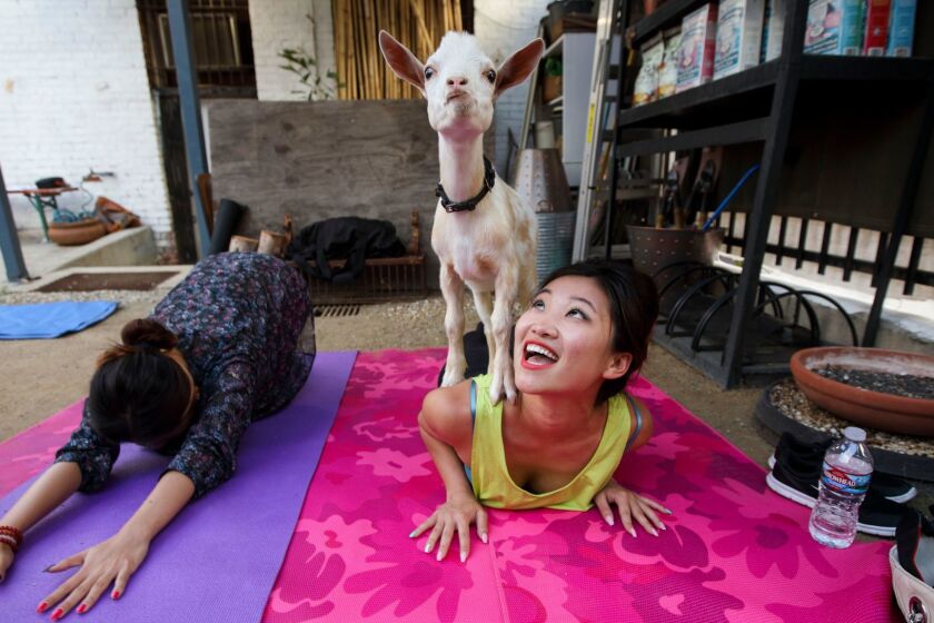 EDS - PLEASE CROP OUT RIGHT SIDE CLUTTER AS NEEDED FOR LAYOUT. Emily Tang (center in yellow top black pants) reacts as a baby goat stands on her back during a baby goat yoga session from Hello Critter on Monday, July 24, 2017 in the back garden of Acorn in the Eagle Rock neighborhood of Los Angeles, Calif. The yoga class featured baby goats roaming around the yard. (Patrick T. Fallon/ For The Los Angeles Times)